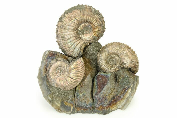 Iridescent, Pyritized Ammonite Fossil Display #317671